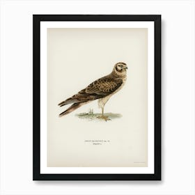 Pale Harrier, Pallid Harrier Female, The Von Wright Brothers Art Print