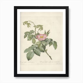 Rose Illustration, Pierre Joseph Redoute, Pierre Joseph Redoute(111) Art Print