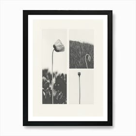 Poppy Flower Photo Collage 3 Art Print