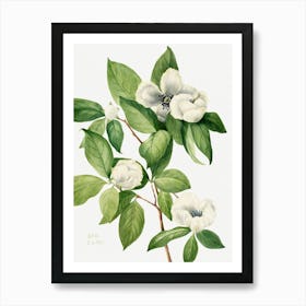 Vintage Botanical Mary Vaux Walcott _2732428 Art Print