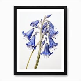 Bluebells Flower Vintage Botanical 1 Art Print