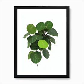 Friendship Plant (Pilea Involucrata) Watercolor Art Print