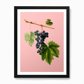 Vintage Grape Colorino Botanical on Soft Pink n.0364 Art Print