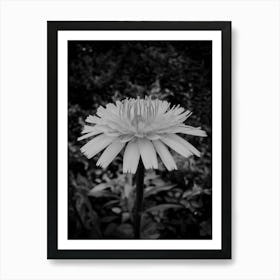 Black And White Dandelion- photogo Art Print