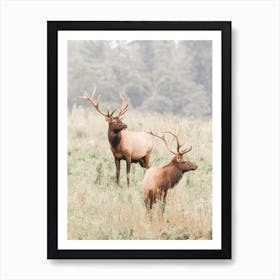 Bachelor Elks Art Print