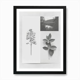 Wisteria Flower Photo Collage 3 Art Print