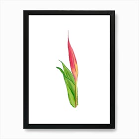 Vibrant pink and green Heliconia Tropical Flower in Watercolor 3 Art Print