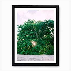 Sun Between The Trees Art Print