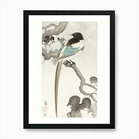 Magpie On Tree Branch (1900 1910), Ohara Koson Art Print