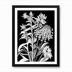 Showy Milkweed Wildflower Linocut 2 Art Print
