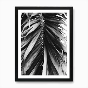 Palm Leaf In Black And White 1 Art Print