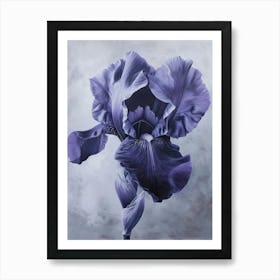 Iris Fl 95 Art Print