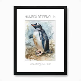 Humboldt Penguin Dunedin Taiaroa Head Watercolour Painting 4 Poster Art Print