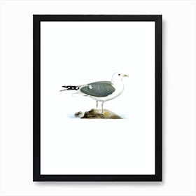 Vintage Common Gull Bird Illustration on Pure White Art Print