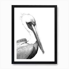 Black and White Pelican Watercolor Art Print