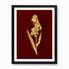 Vintage Dalmatian Iris Botanical in Gold on Red n.0268 Art Print
