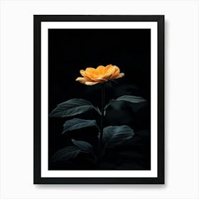 Single Yellow Rose In The Dark Art Print