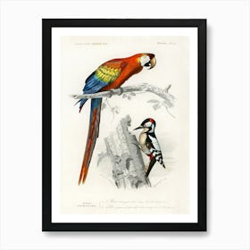 Different Types Of Birds, Charles Dessalines D'Orbigny 1 Art Print