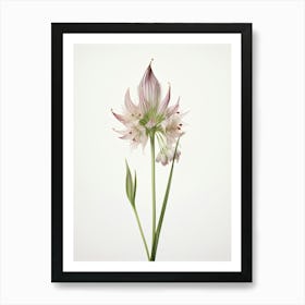 Pressed Wildflower Botanical Art Ramps Allium 3 Art Print