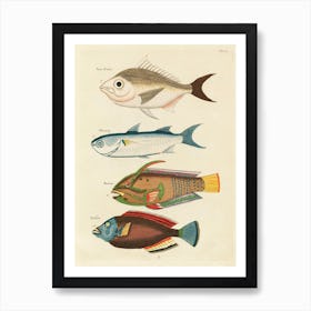 Colourful And Surreal Illustrations Of Fishes Found In Moluccas (Indonesia) And The East Indies, Louis Renard(43) Art Print