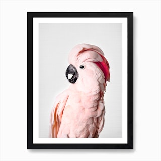 Pink Cockatoo Art Print