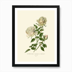 White Roses Art Print