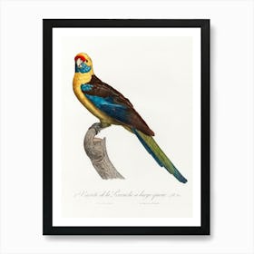 The Crimson Rosella From Natural History Of Parrots, Francois Levaillant Art Print