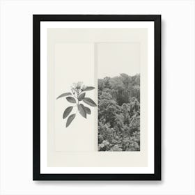 Honeysuckle Flower Photo Collage 2 Art Print