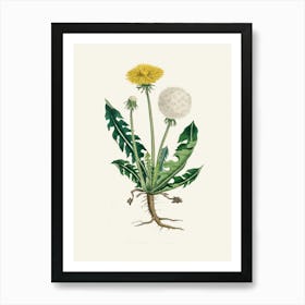 Vintage Botanical John Stephenson and James Morss Churchill Art Print_2731675 Art Print