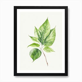 Bergamot Leaf Minimalist Watercolour 3 Art Print