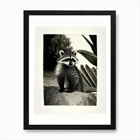 Cozumel Raccoon Vintage Photography Art Print