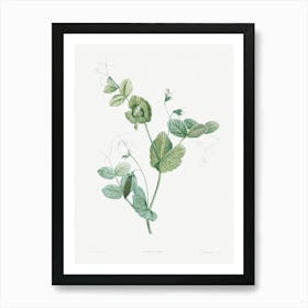 White Lolliradio Pea Flower, Pierre Joseph Redoute Art Print