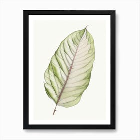 Magnolia Leaf Illustration Art Print