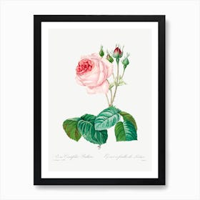 Cabbage Rose, Pierre Joseph Redoute 2 Art Print