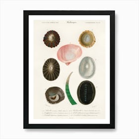 Different Types Of Mollusks, Charles Dessalines D'Orbigny 6 Art Print