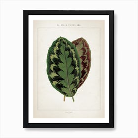 Vintage Houtte 1 Calathea Veitchiana Art Print