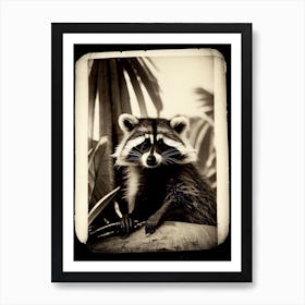 Racoon And Palm Trees Vintage Photography Art Print