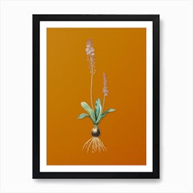 Vintage Scilla Obtusifolia Botanical on Sunset Orange n.0625 Art Print