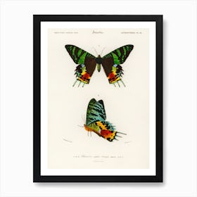 Madagascan Sunset Moth (Urania Riphaeus), Charles Dessalines D' Orbigny Art Print