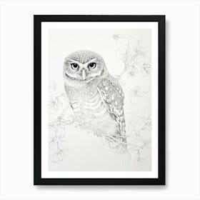 Northern Pygmy Owl Drawing 1 Art Print