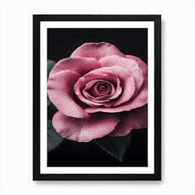 Pink Rose On Black Background 50 Art Print