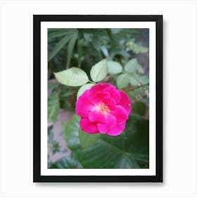 PINK ROSE Art Print