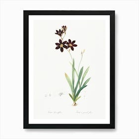 Ixia Grandiflora Illustration From Les Liliacées (1805), Pierre Joseph Redoute Art Print