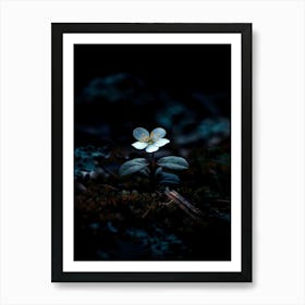 Small Flower In The Dark 1 Art Print