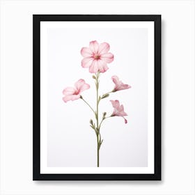 Pressed Wildflower Botanical Art Wild Pink Silene 1 Art Print