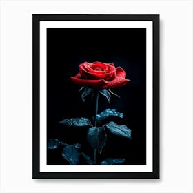 Dark Rose 26 Art Print