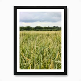 Wheat Barley Field (2008) Art Print