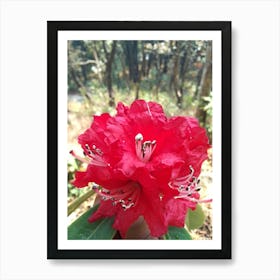 Rhododendron By Binod Dawadi Art Print