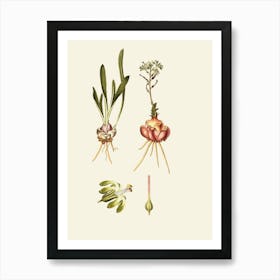 Radishes 1 Art Print