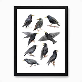 Starlings Art Print